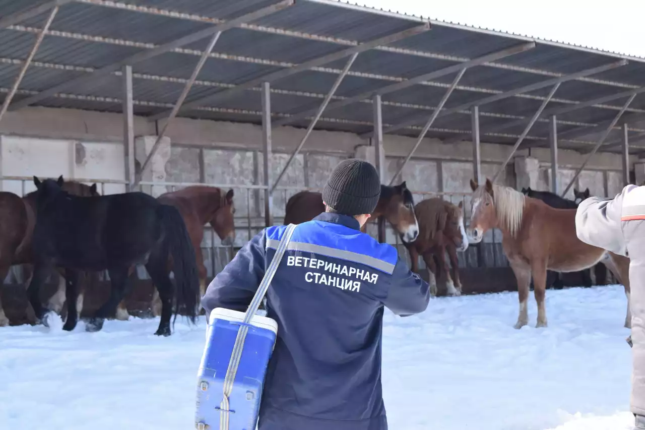 Жамбыл облысында жылқыларды чиптеу жүргізілуде