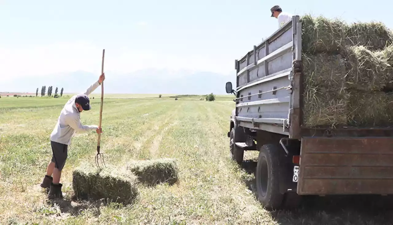 Орақ науқаны қыза түсті