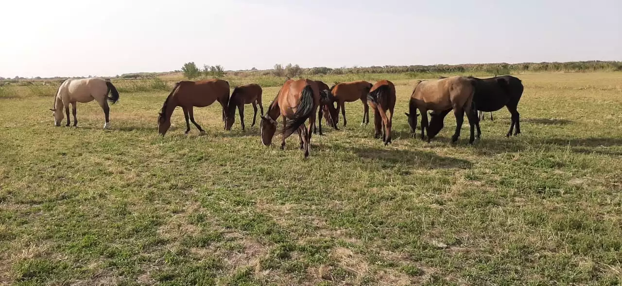 «Ауыл аманаты» ауылдықтардың еңсесін тіктеуде
