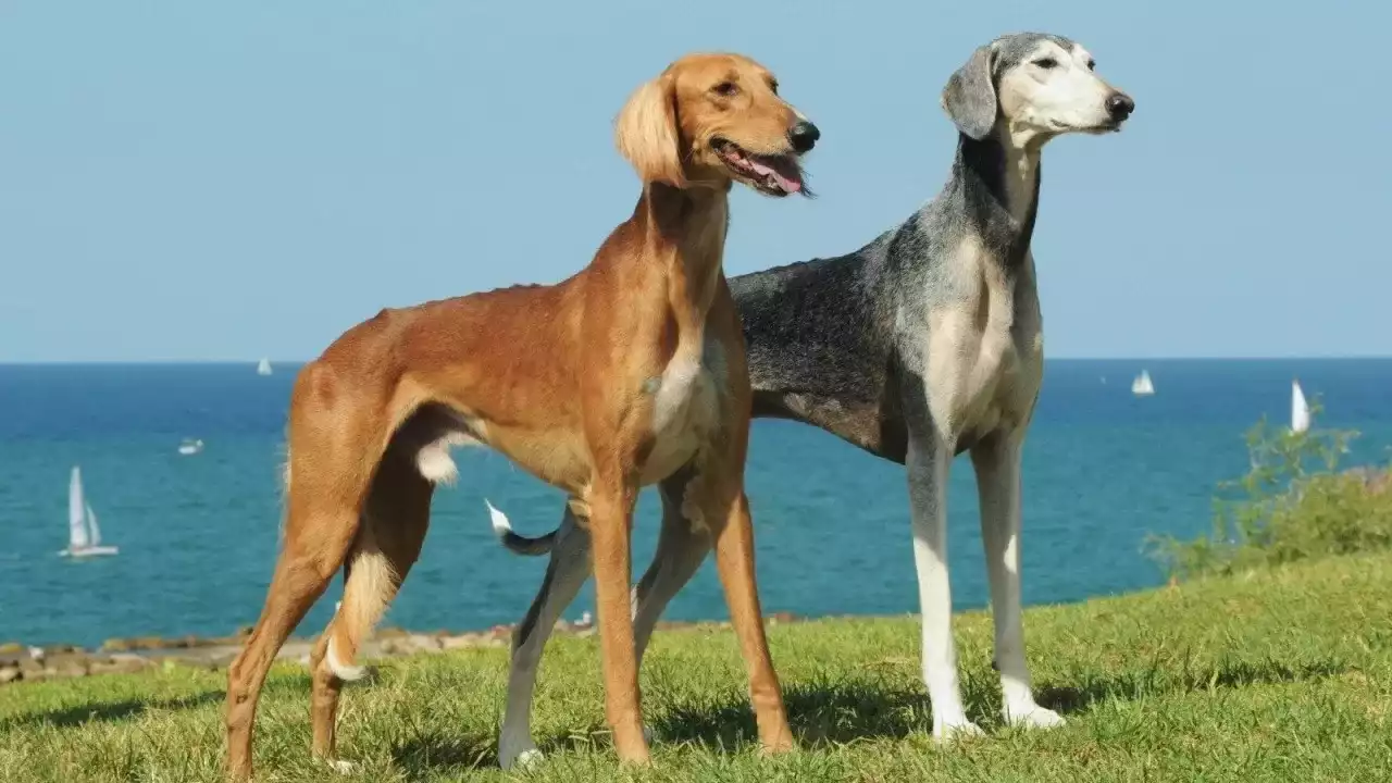 Қазақ тазысы халықаралық деңгейде мойындалды