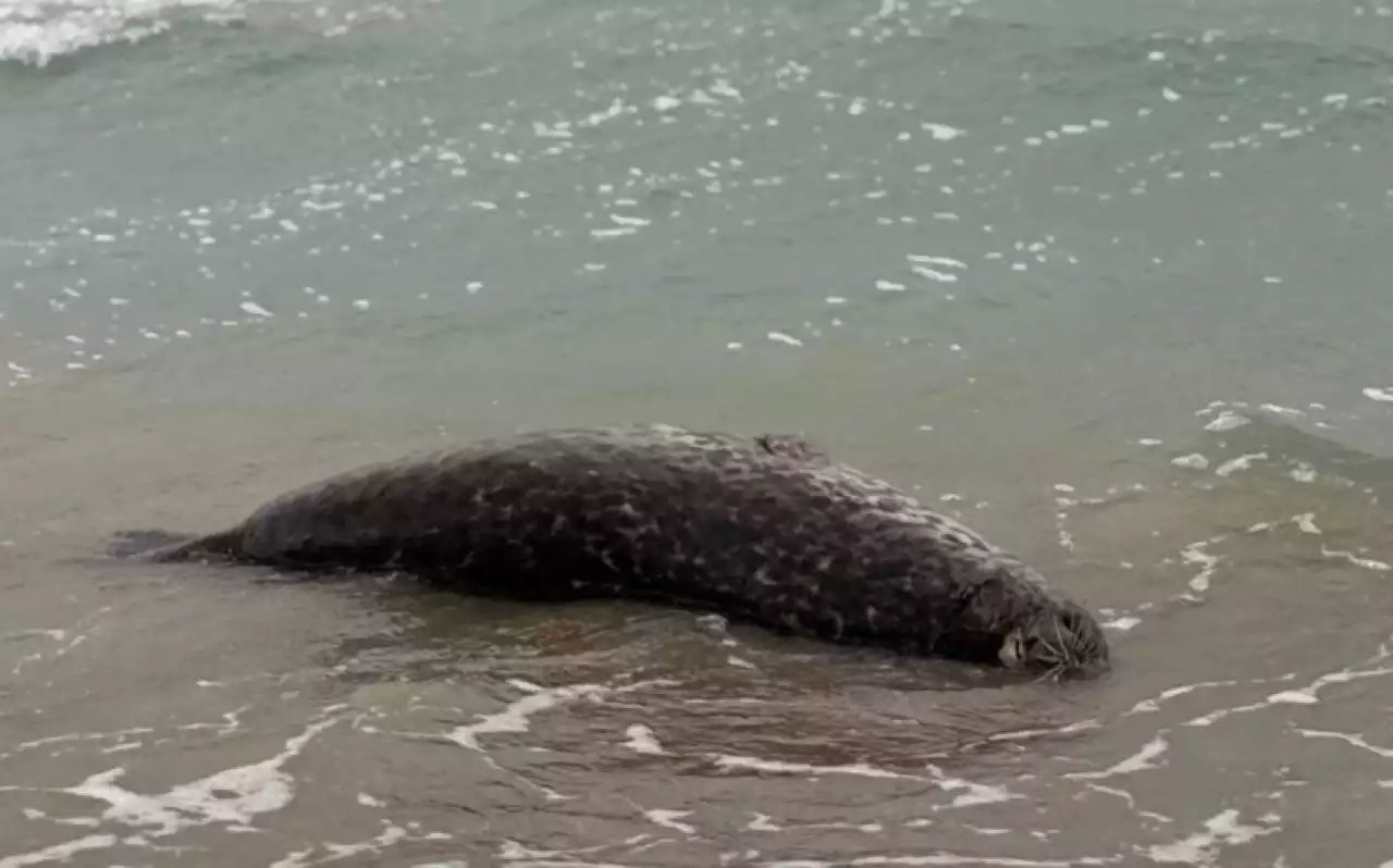 Каспий маңынан жүзден аса итбалықтың өлексесі табылды