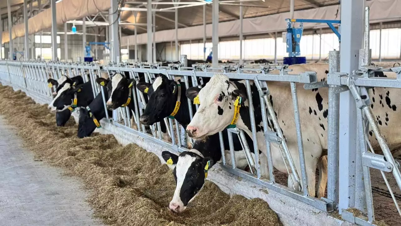 Қазақстанда ауыл шаруашылығының жалпы өнімі 5,4%-ға өсті