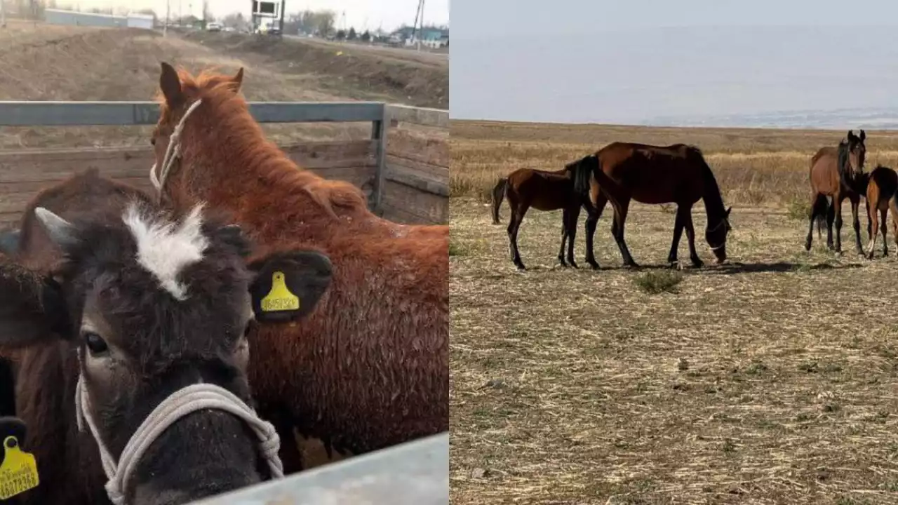 Ұрланған малдың 68 пайызы иелеріне қайтарылды