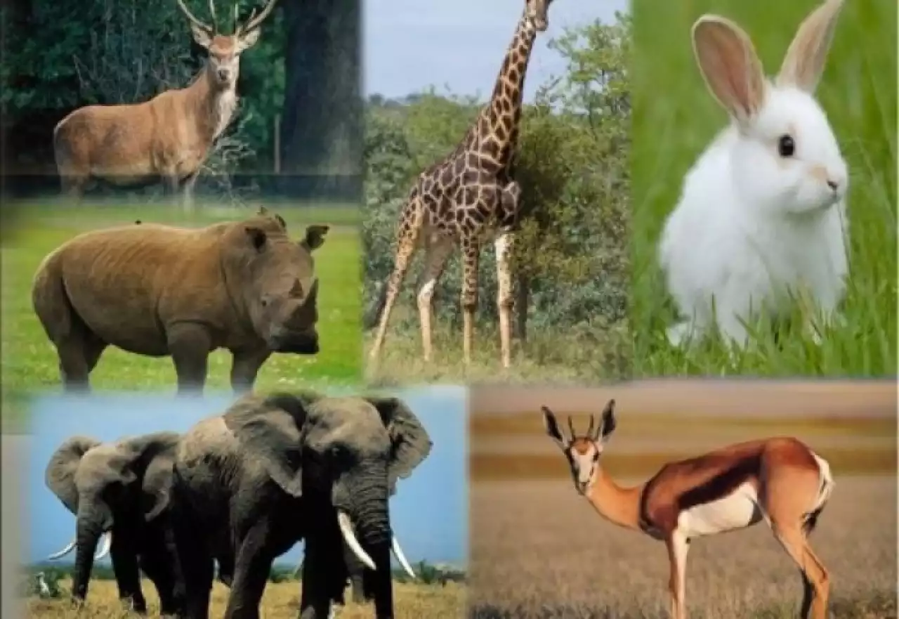 Сирек кездесетін жануарлар қалай қорғалады?