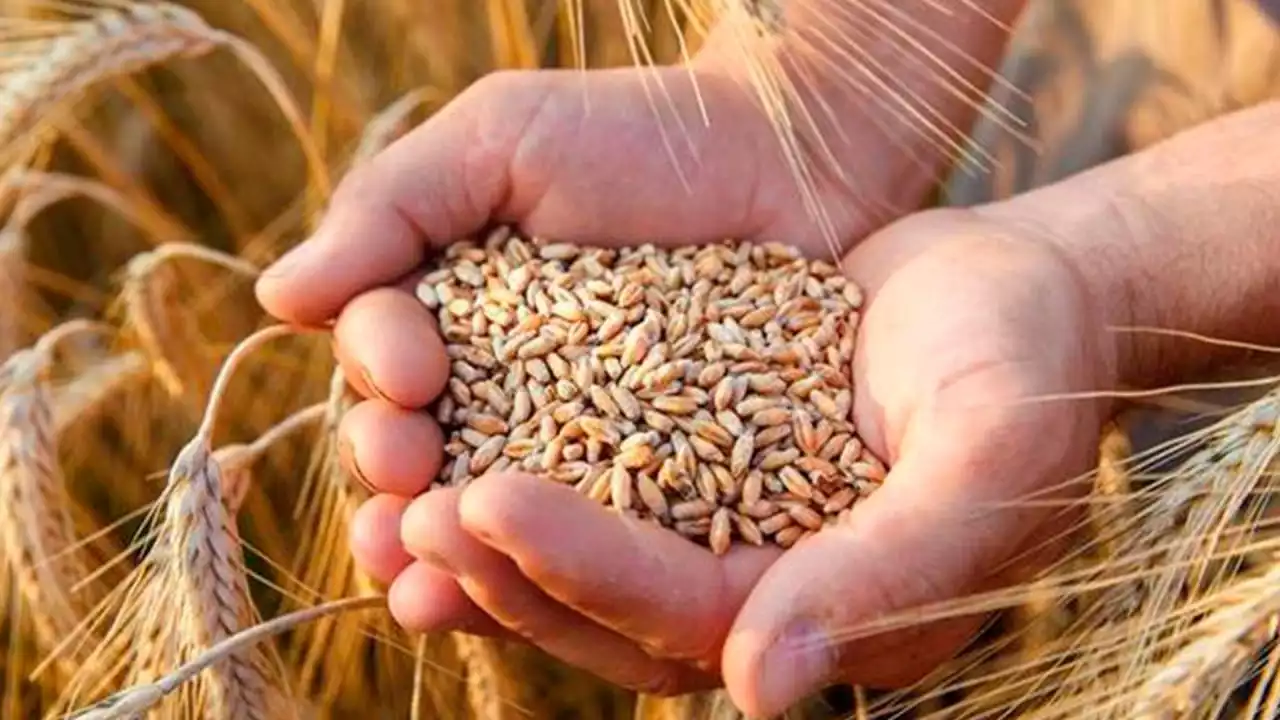 Қазақстан астық экспортын рекордтық деңгейге жеткізді