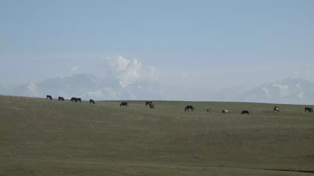 Көшпелі малшаруашылығы қайта жандануы керек