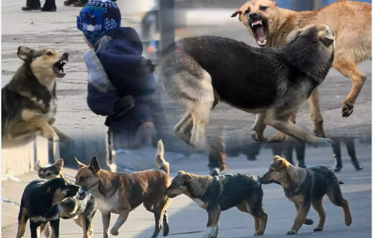 Панажайда сегіз-ақ ит бар