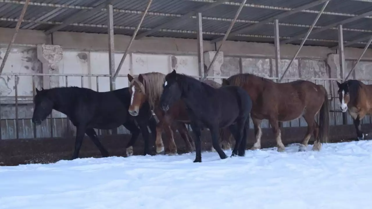 Бақылау құрылғысы барымташылардың жолын кесті