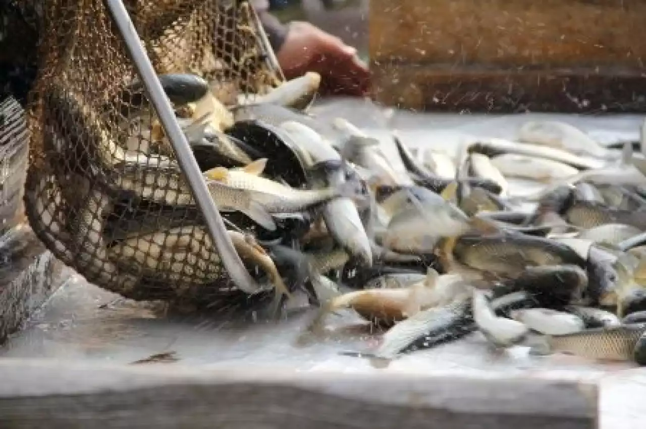 Балқаш көлінде 112 келі балықты заңсыз аулаған жамбылдық ер адам ұсталды