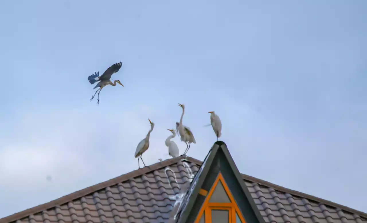 Құстардың қауышуы