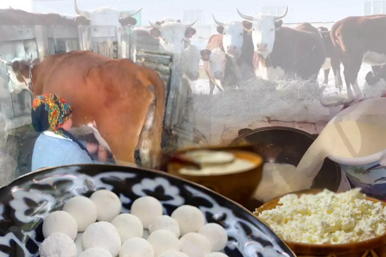 Сиыр сауып, сүт сатқан қайсар ана