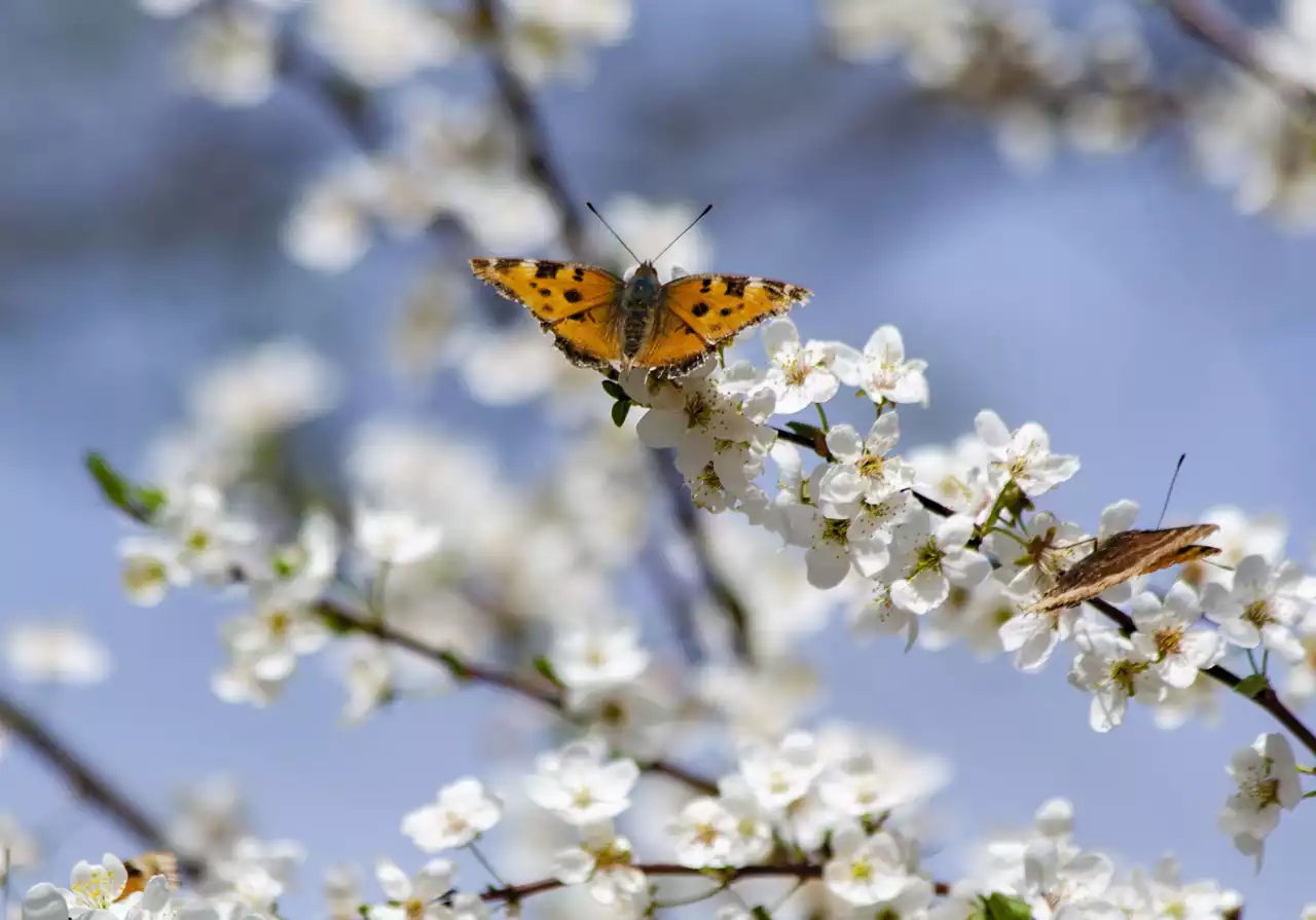 Сыбызғы сырлы көктемім, Сылқылдап күліп жеттің бе?