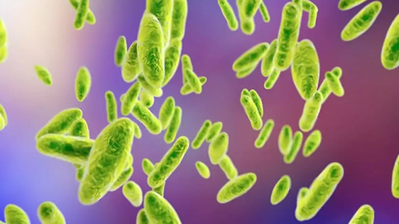 Бруцеллез – салдары ауыр жұқпалы ауру