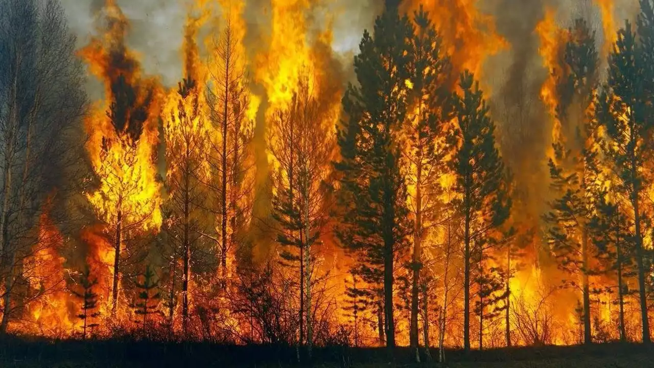 Орман өрті опындырмасын