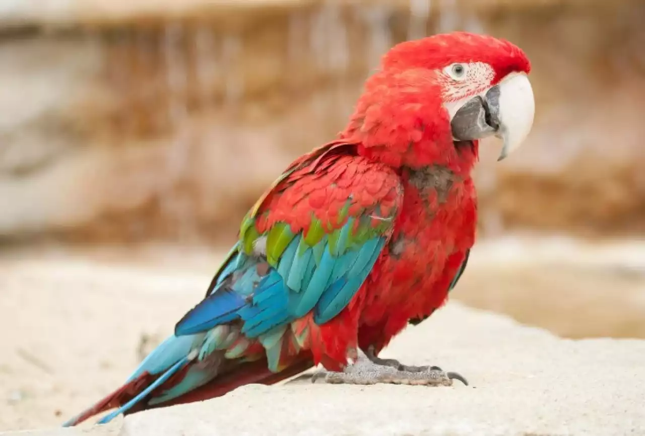 Тотықұс өсіру табысты кәсіпке айналды