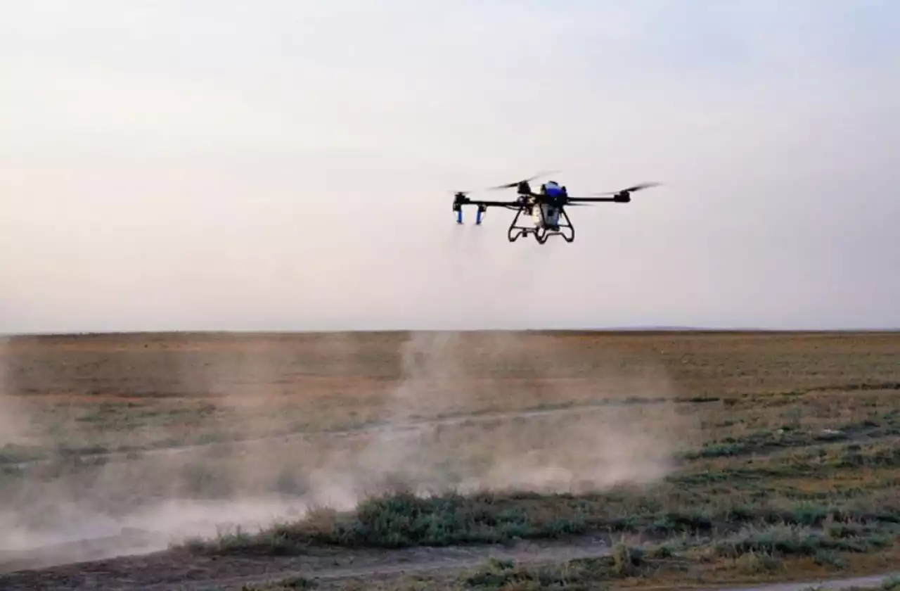 Шегірткеге қарсы күрес шараларына 100-ден астам дрон жұмылдырылады