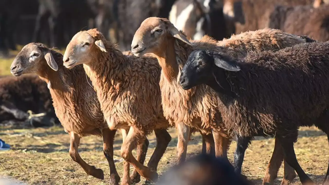 Қой қоздап, қорада шу...