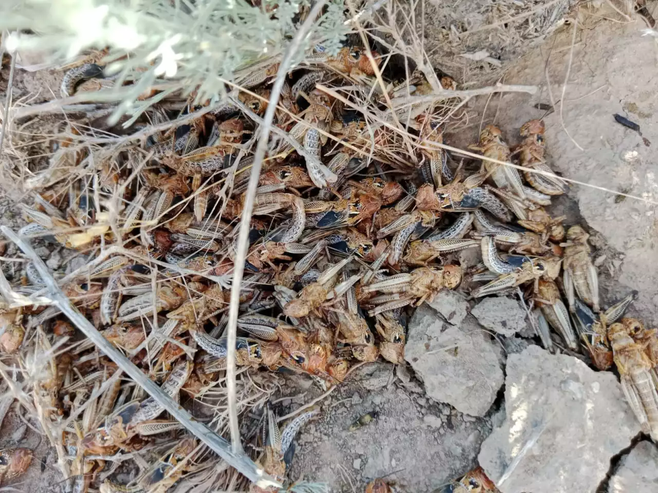 Шаруалар шегірткеден қорқады