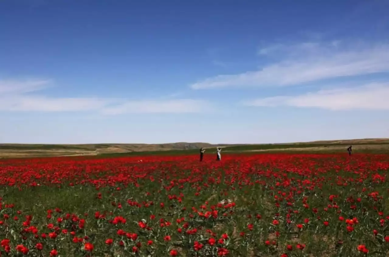 «Қызғалдақ мұра» халықаралық фестивалі өтеді