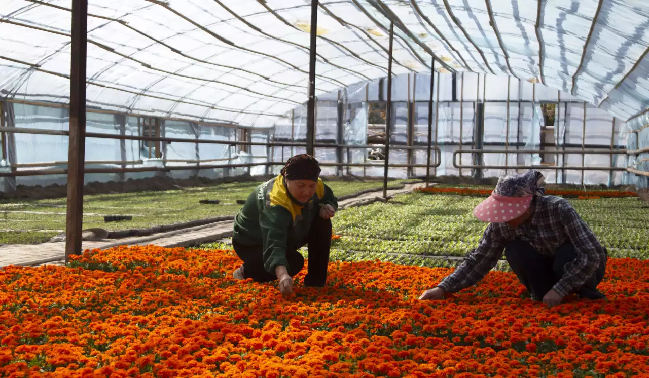 «Жасыл ел-Тараз»-дың жылыжайы