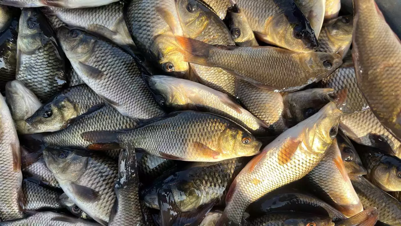 БҚО-да заңсыз балық тасымалдаған күдіктілер анықталды