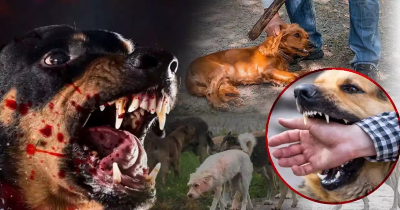 Қаңғыбас иттерден қалай құтыламыз?