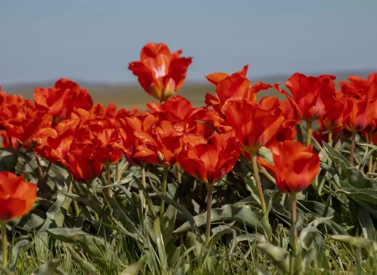 Өңірдің туристік әлеуетін танытқан фестиваль